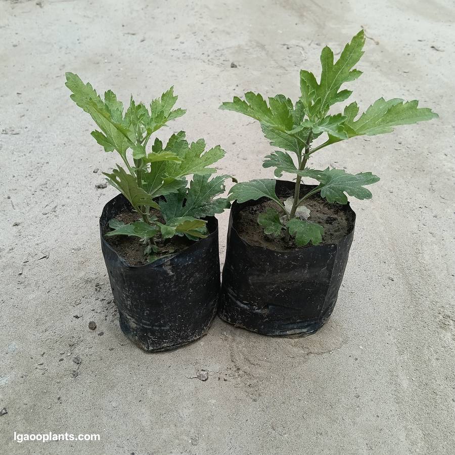 Guldawari Plant In 5 Inch Bag