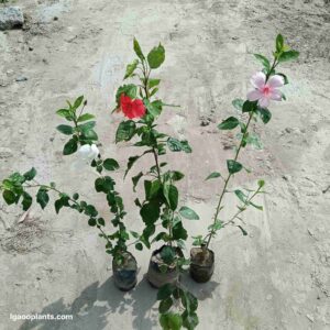 Hibiscus Flower Plants – Pink, Red & White Colour