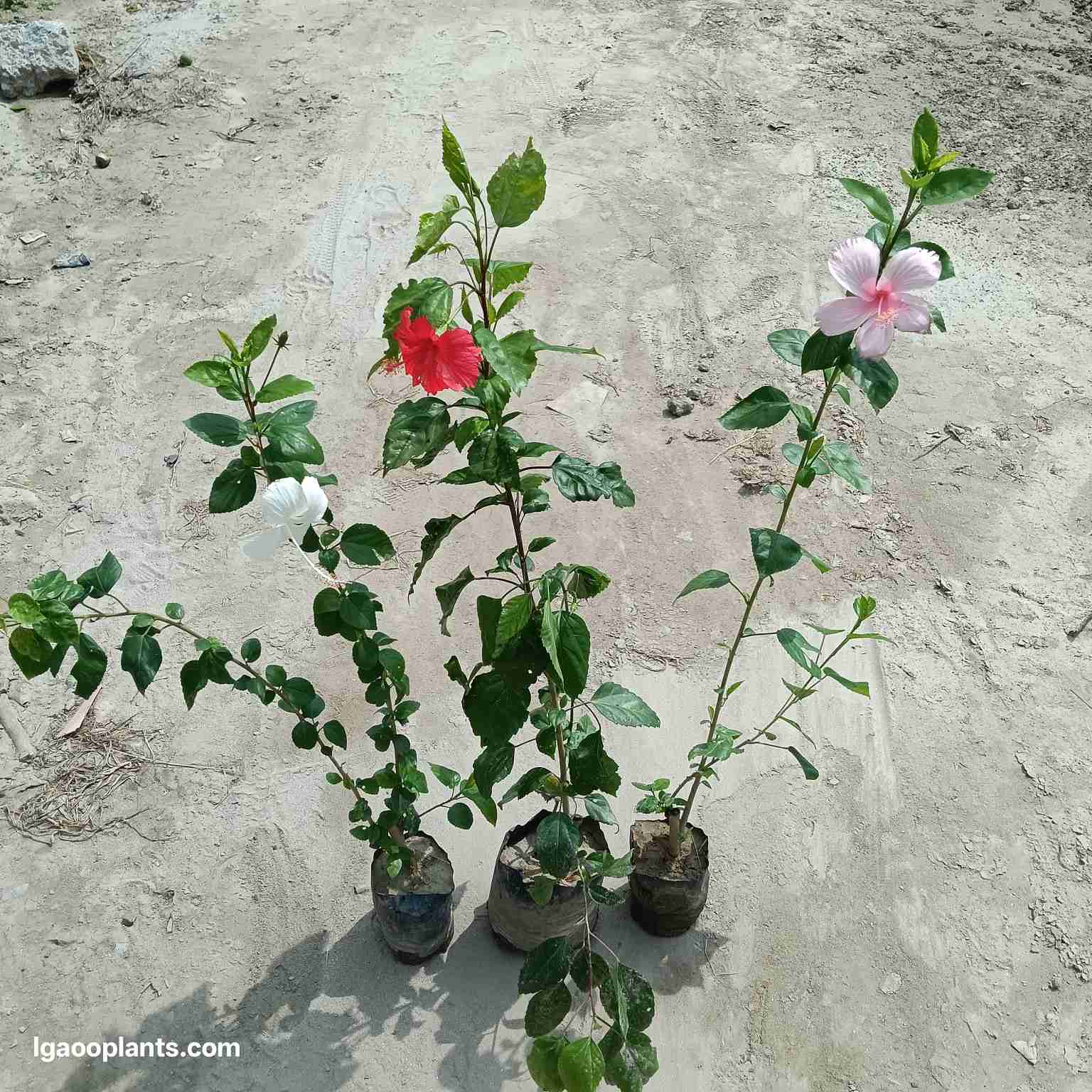 Hibiscus Flower Plants - Pink, Red & White Colour