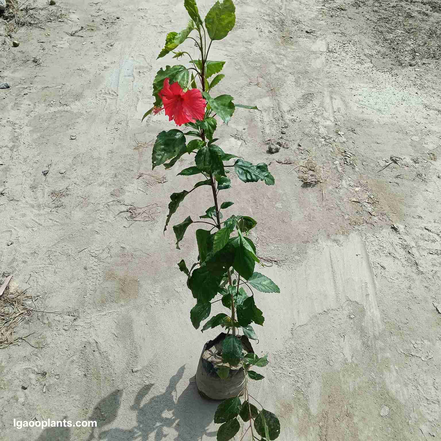 Hibiscus (Red) In 8 Inch Bag
