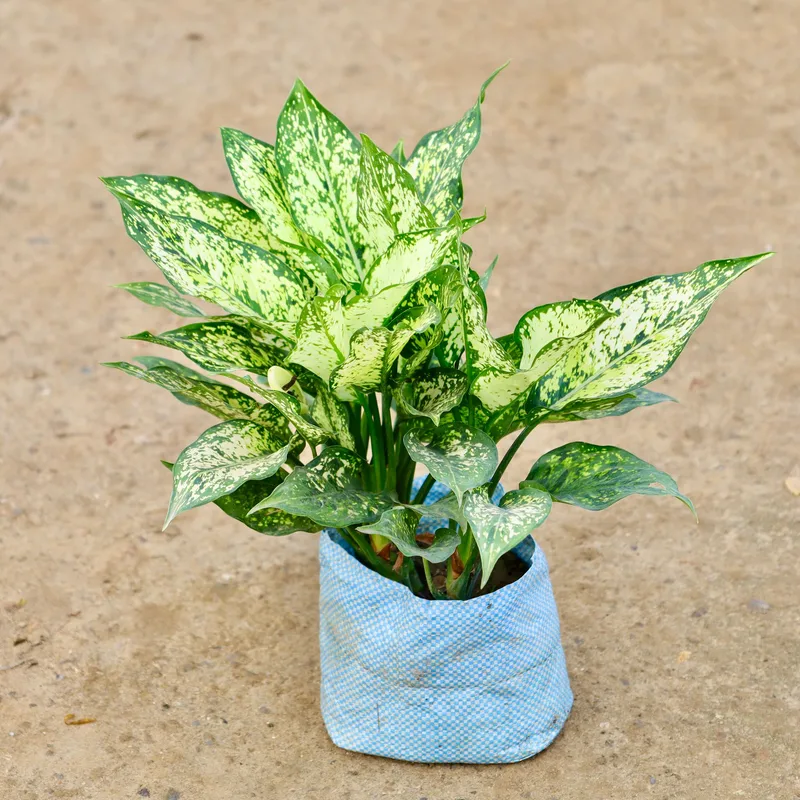 Aglaonema Snow White Plant In 7 Inch Bag