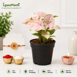 Pink Syngonium Plant | 4 Inch Pot