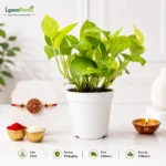 Money Plant