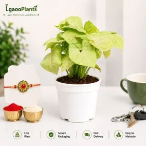 Yellow Syngonium Plant | Golden Syngonium