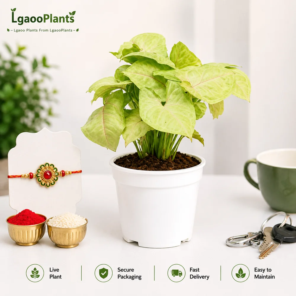 Yellow Syngonium Plant | Golden Syngonium
