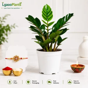 zz plant