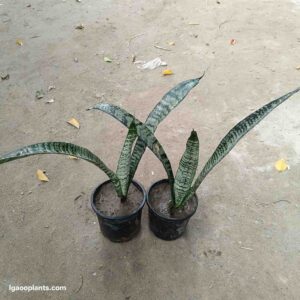 Snake Plant In 6 Inch Pot