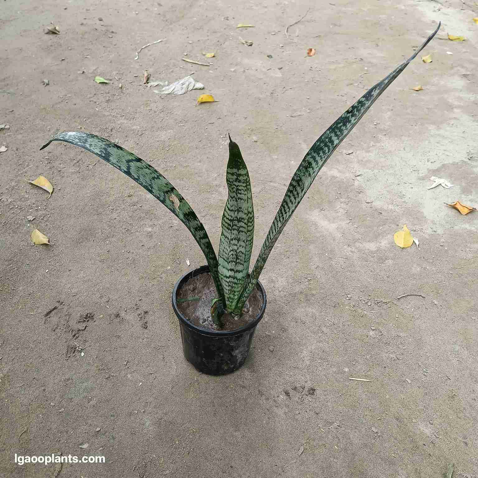 Snake Green In 4 Inch Pot