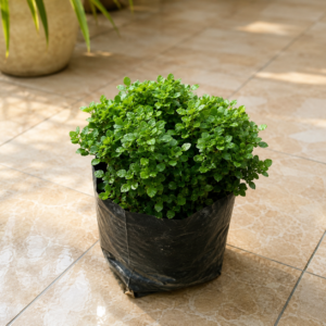 Table Kamini Plant | Dwarf Madhu Kamini