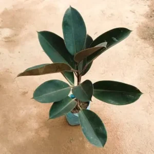 Rubber Plant 4 Inch Bag