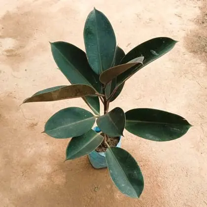 Rubber Plant 4 Inch Bag