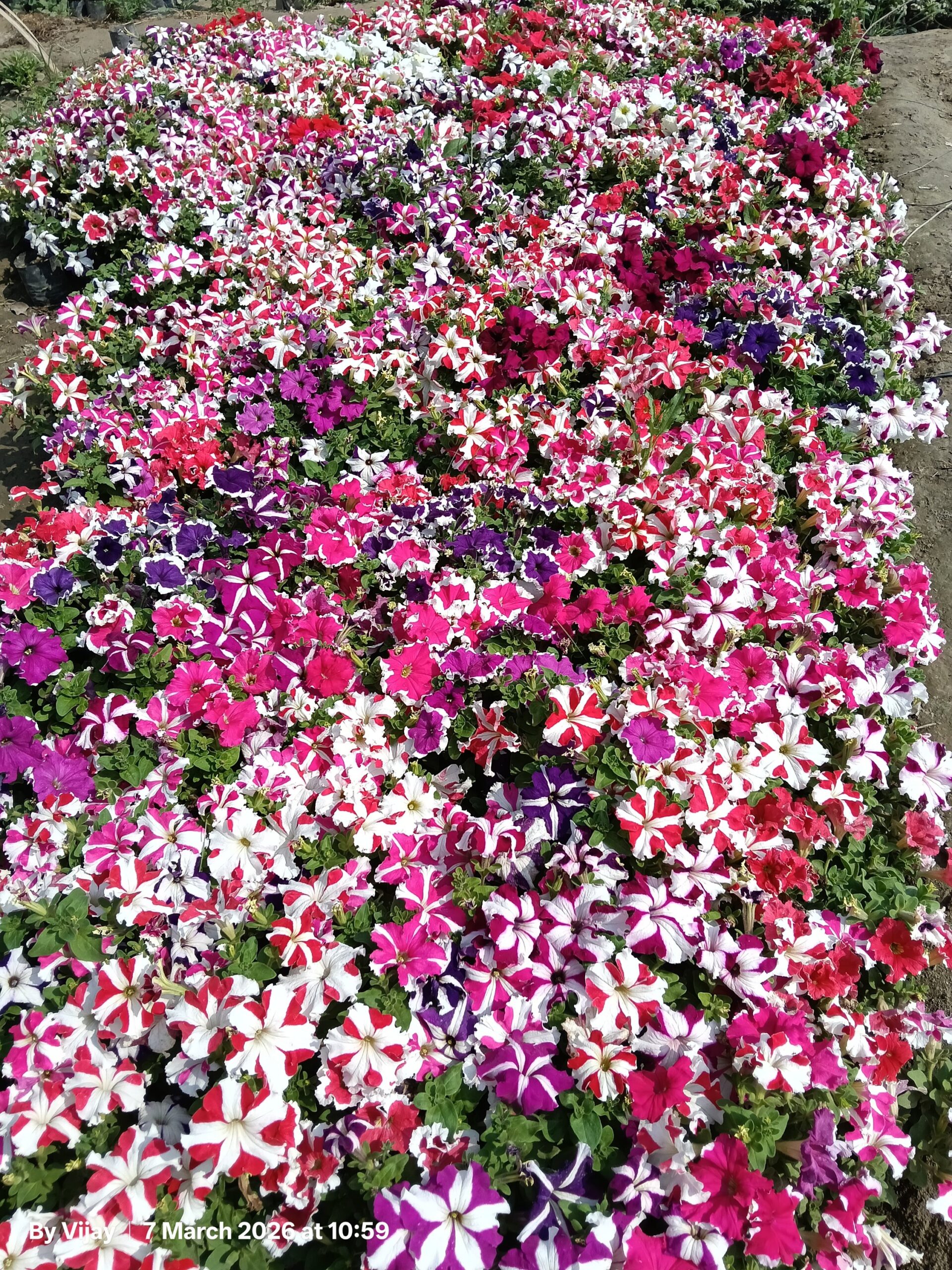 Petunia Flower Plant / Set Of 2 Plant