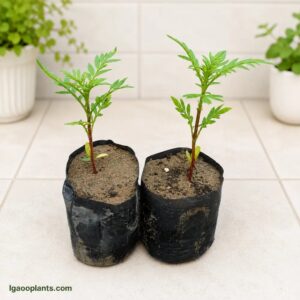 Genda Flower Plant – Set Of 2 Plant In 6 Inch Bag