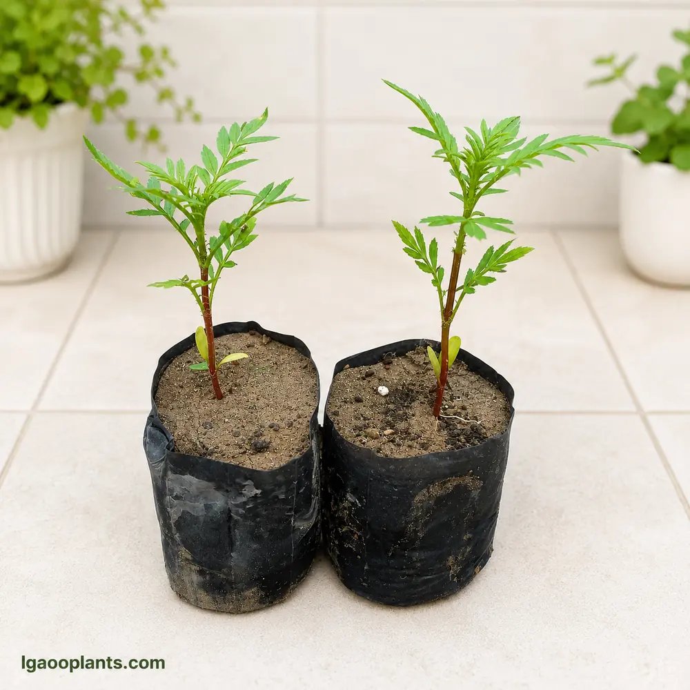 Genda Flower Plant - Set Of 2 Plant In 6 Inch Bag