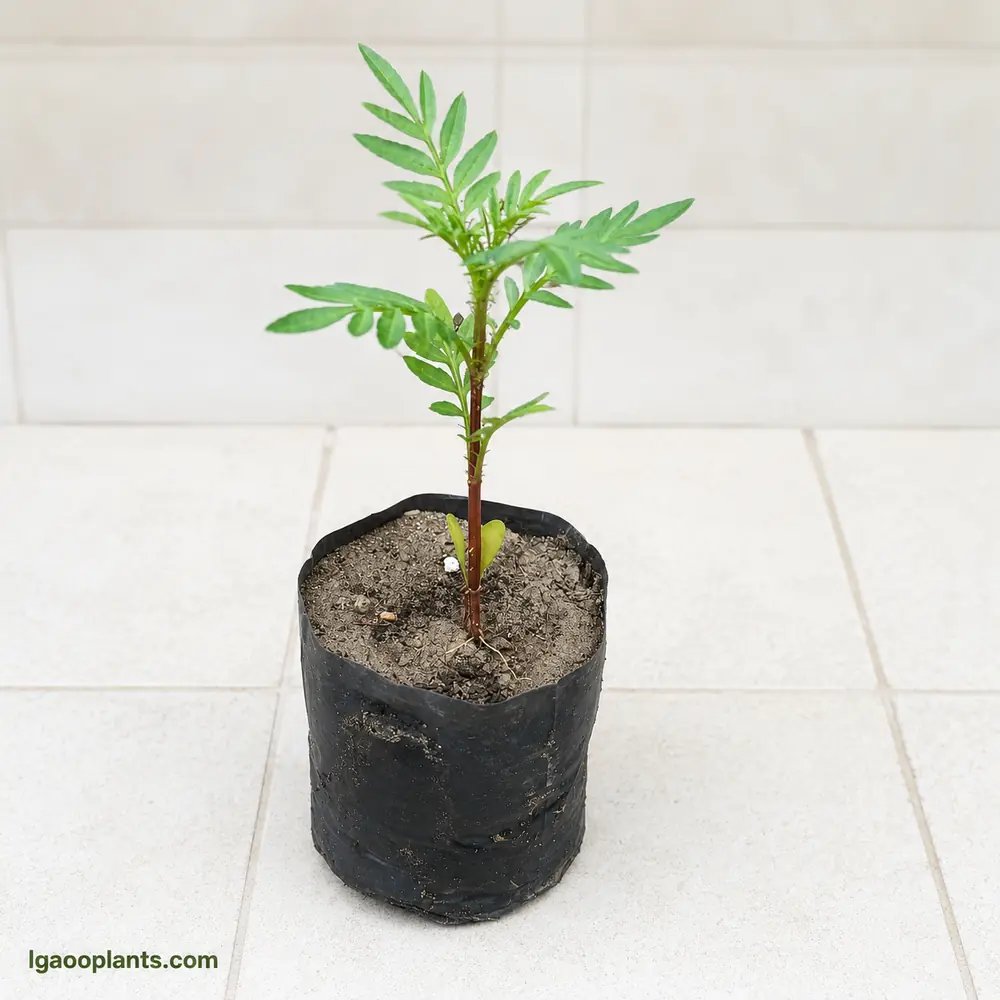 Marigold Plant Online | Genda Flower Plant In 6 Inch Bag