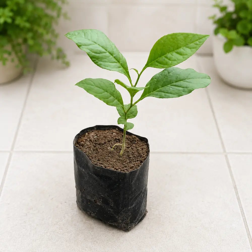 Belpatra Plant In 6 Inch Bag