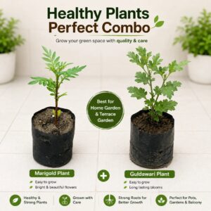Marigold & Guldawri Plant Set of 2 | Winter Flower Plants