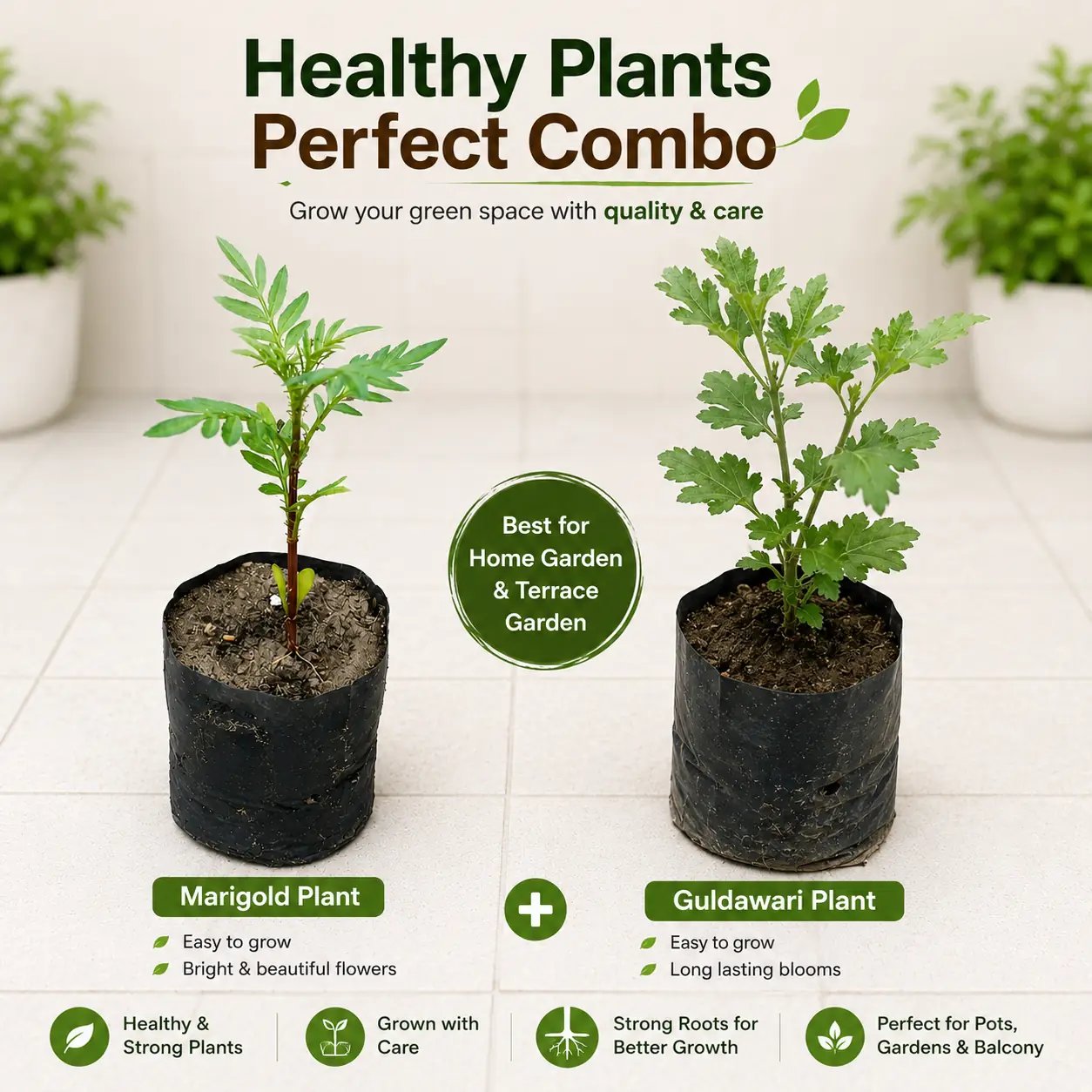 Marigold & Guldawri Plant Set of 2 | Winter Flower Plants