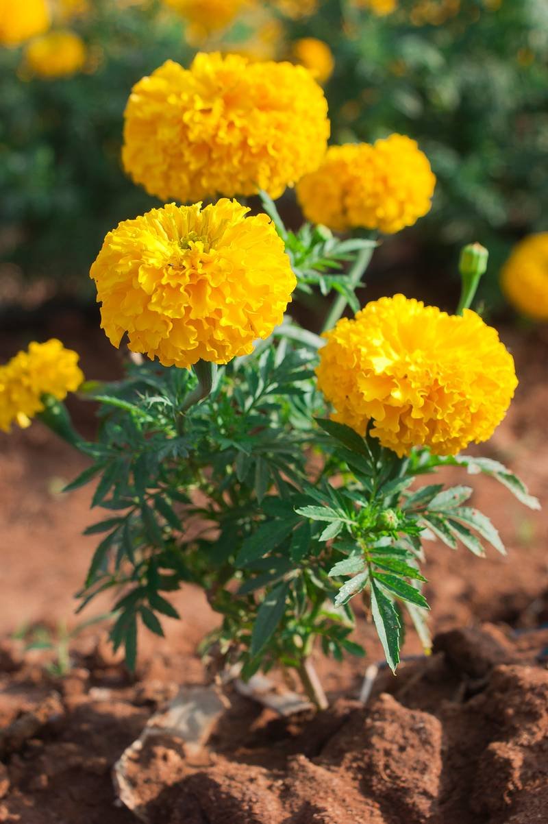 Marigold Plant In 6 Inch Pot