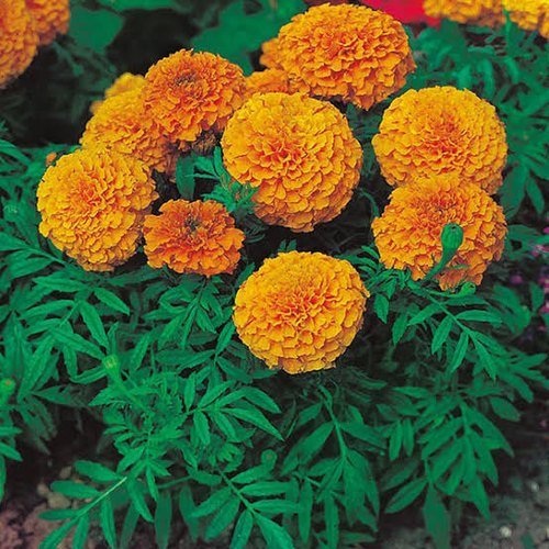 Marigold Plant Online | Genda Flower Plant In 6 Inch Bag