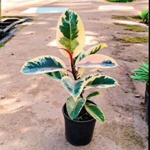 Rubber Plant Variegated In 6 Inch Pot