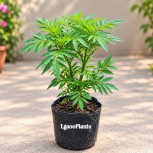 Marigold Plant In 6-Inch Grow Bag | Winter Flower