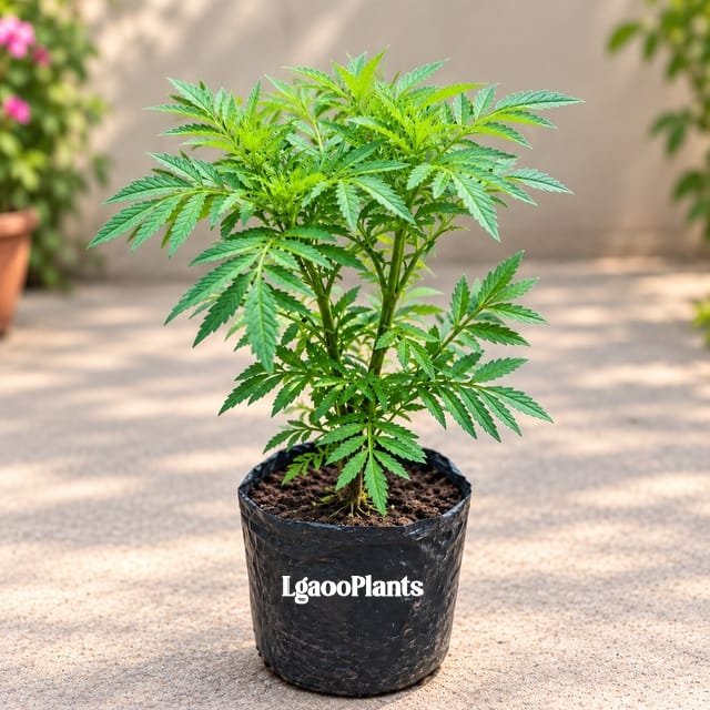 Marigold Plant In 6-Inch Grow Bag | Winter Flower