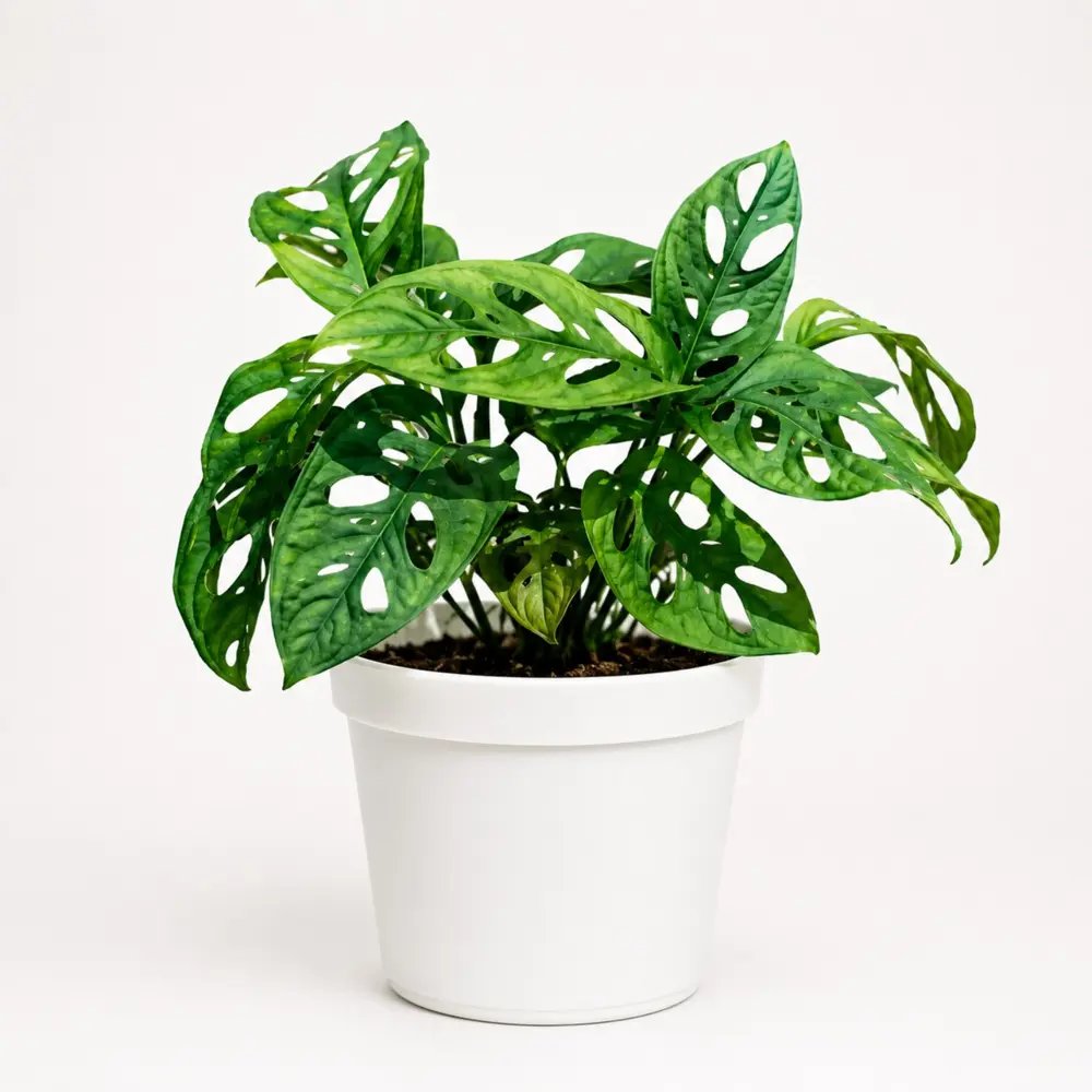 Monstera Broken Heart Plant In 4 Inch Pot