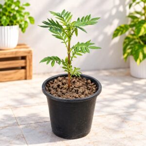 Marigold Plant In 6 Inch Pot