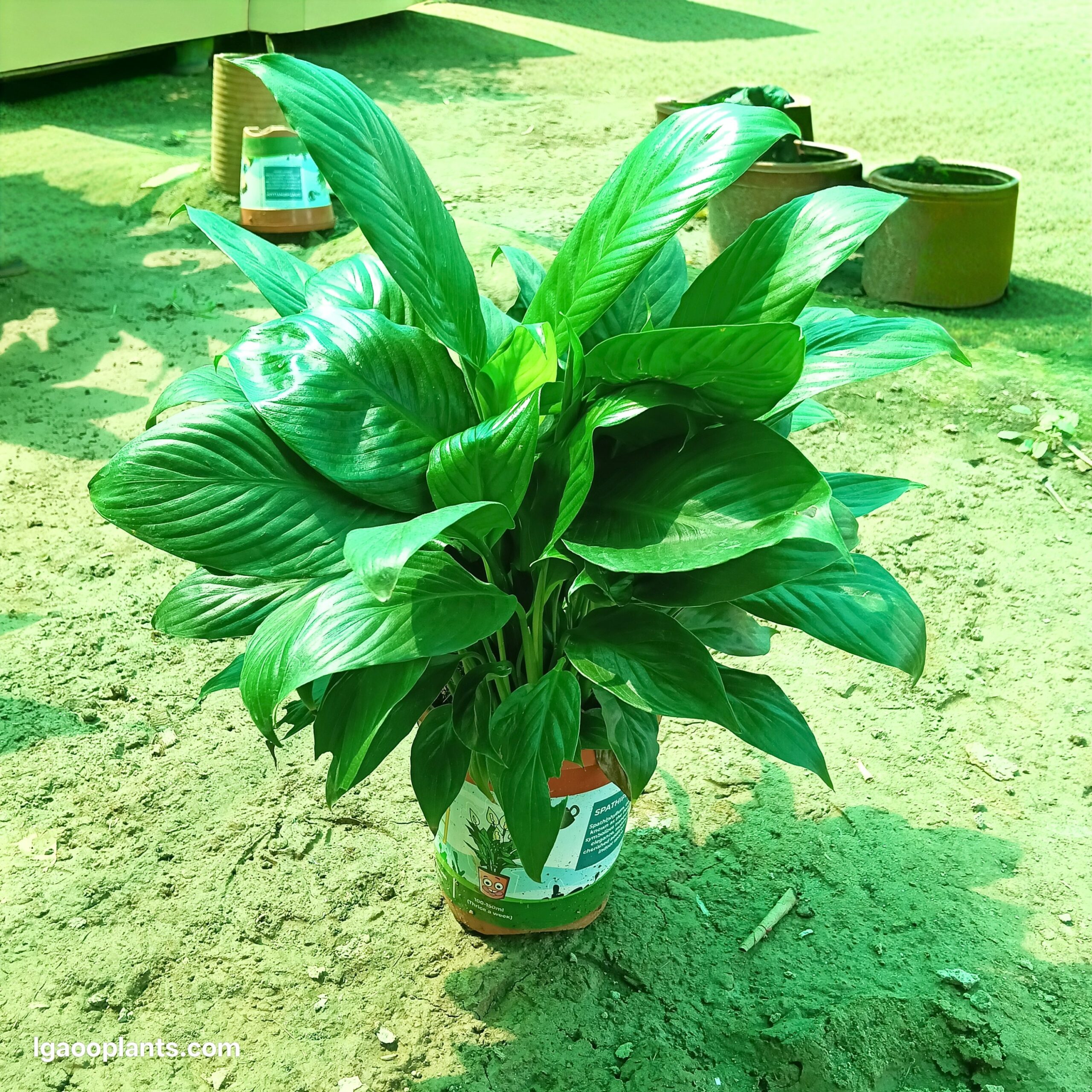 Peace Lily Plant ( Hybrid )