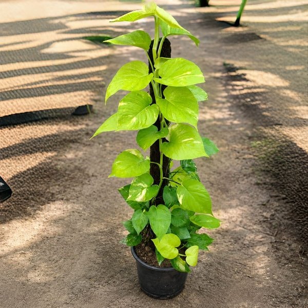 Golden Money Plant In 8 Inch Pot - 4 Feet Moss Stick