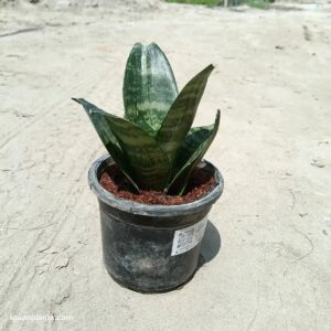 Snake Plant Dwarf In 4 Inch Pot