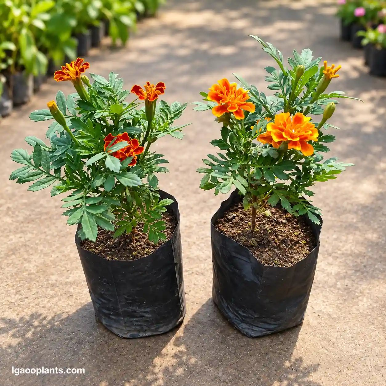 Marigold Jafri / Marigold French Set Of 2