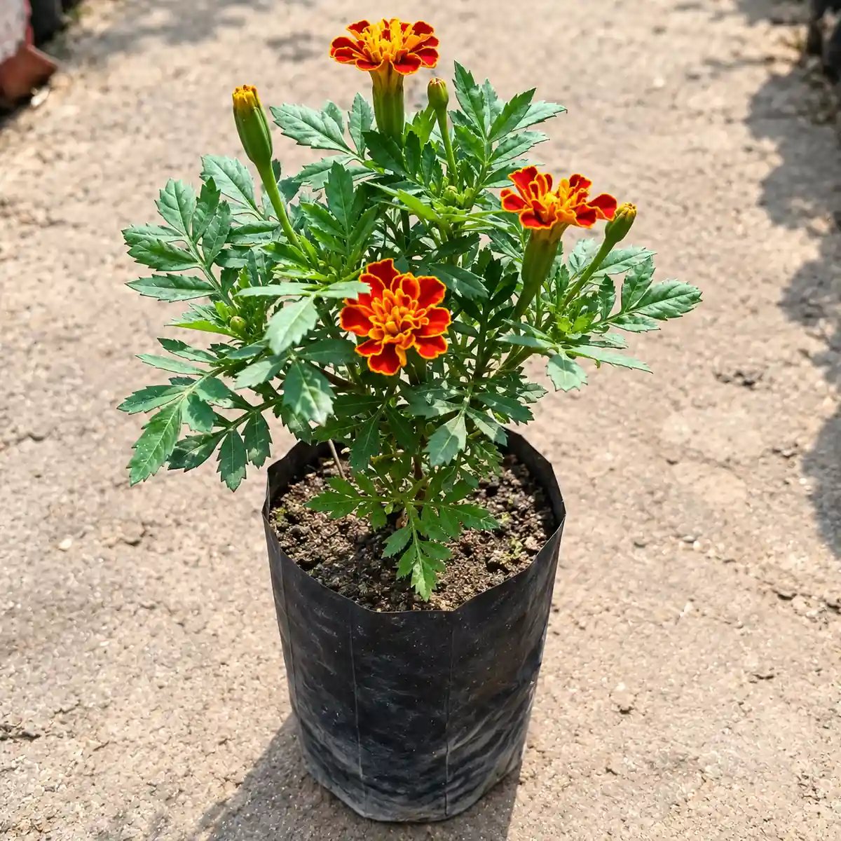 Marigold Mix Colour | Jafri