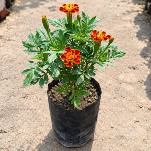 Genda Jafri Flower Plant | Marigold French