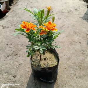 Marigold Mix Colour | Jafri