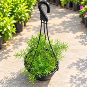 Asparagus Mary In 6 Inch Hanging Basket