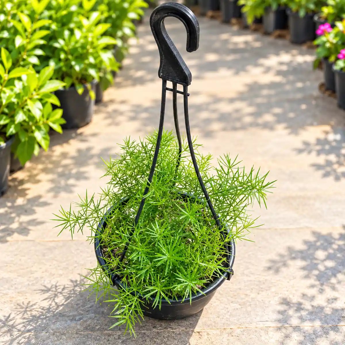 Asparagus Mary In 6 Inch Hanging Basket