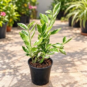 Devil Backbone Plant In 6 Inch Pot