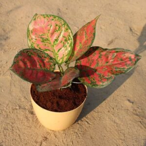 Aglaonema Red in 6 Inch Orchid Plastic Pot