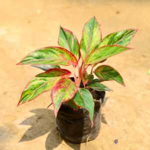 Aglaonima Lipstick Plant In 6 Inch Bag