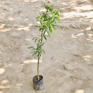 Mango Tree Grafted / Aam tree
