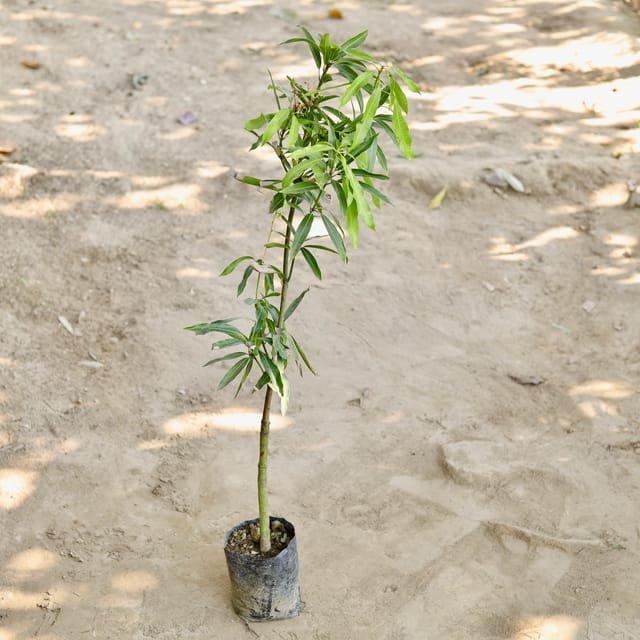 Mango Tree Grafted / Aam tree