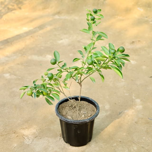 China Orange Plant In 6 Inch Pot