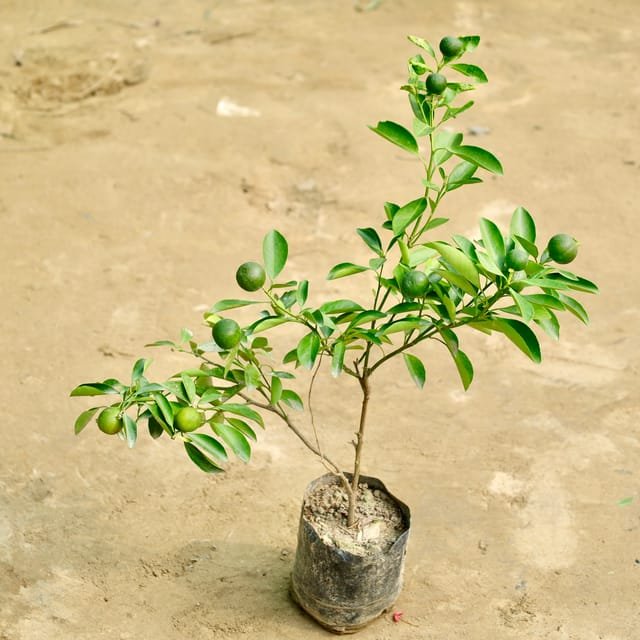 China Orange In 7 Inch Bag