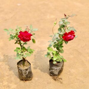 Desi Gulab Flower Plant In 4 Inch Bag | Set Of 2