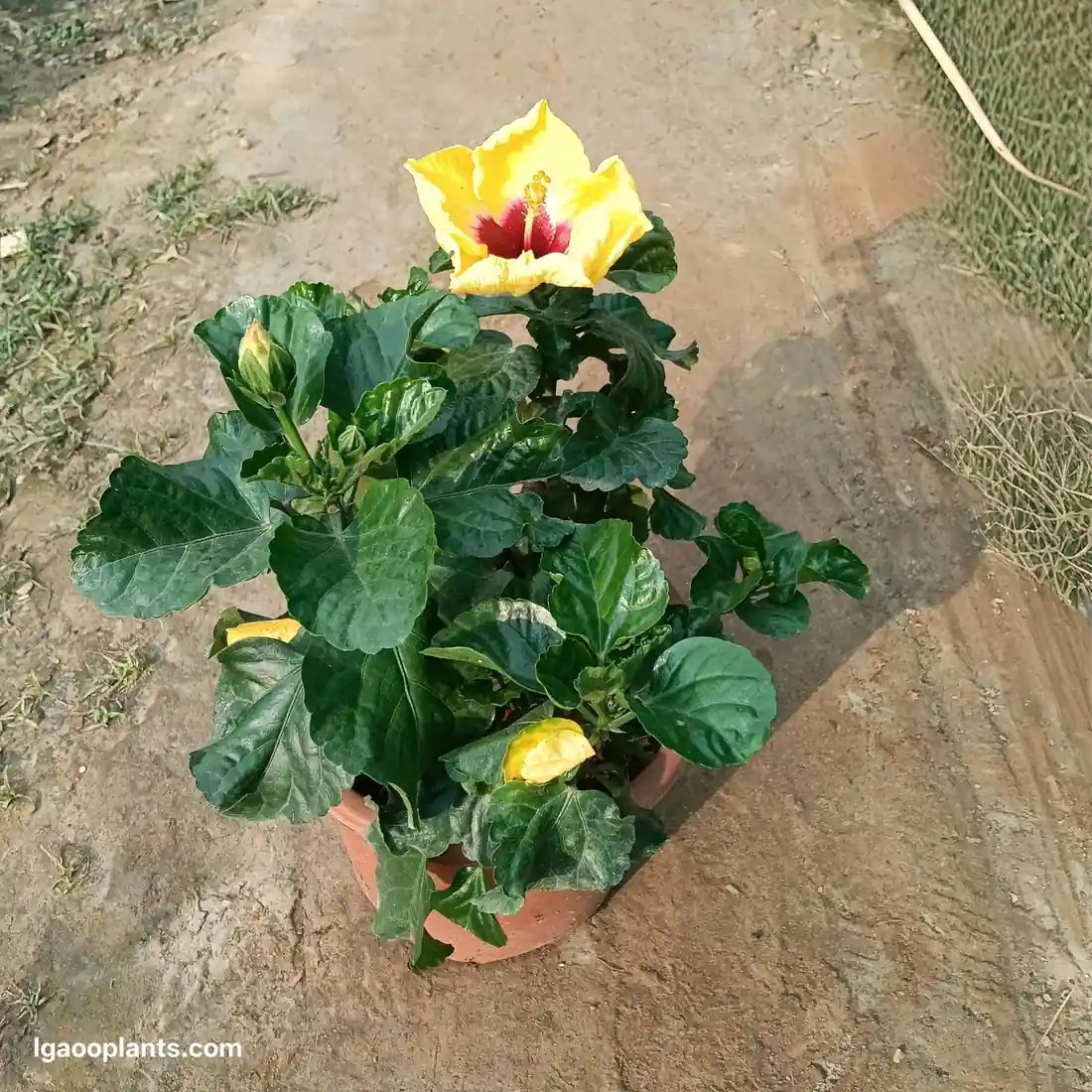 Hybrid Hibiscus / Gudhal Plant In 8 Inch Pot