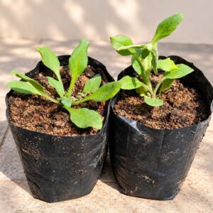 Petunia Flower Plant / Set Of 2 Plant
