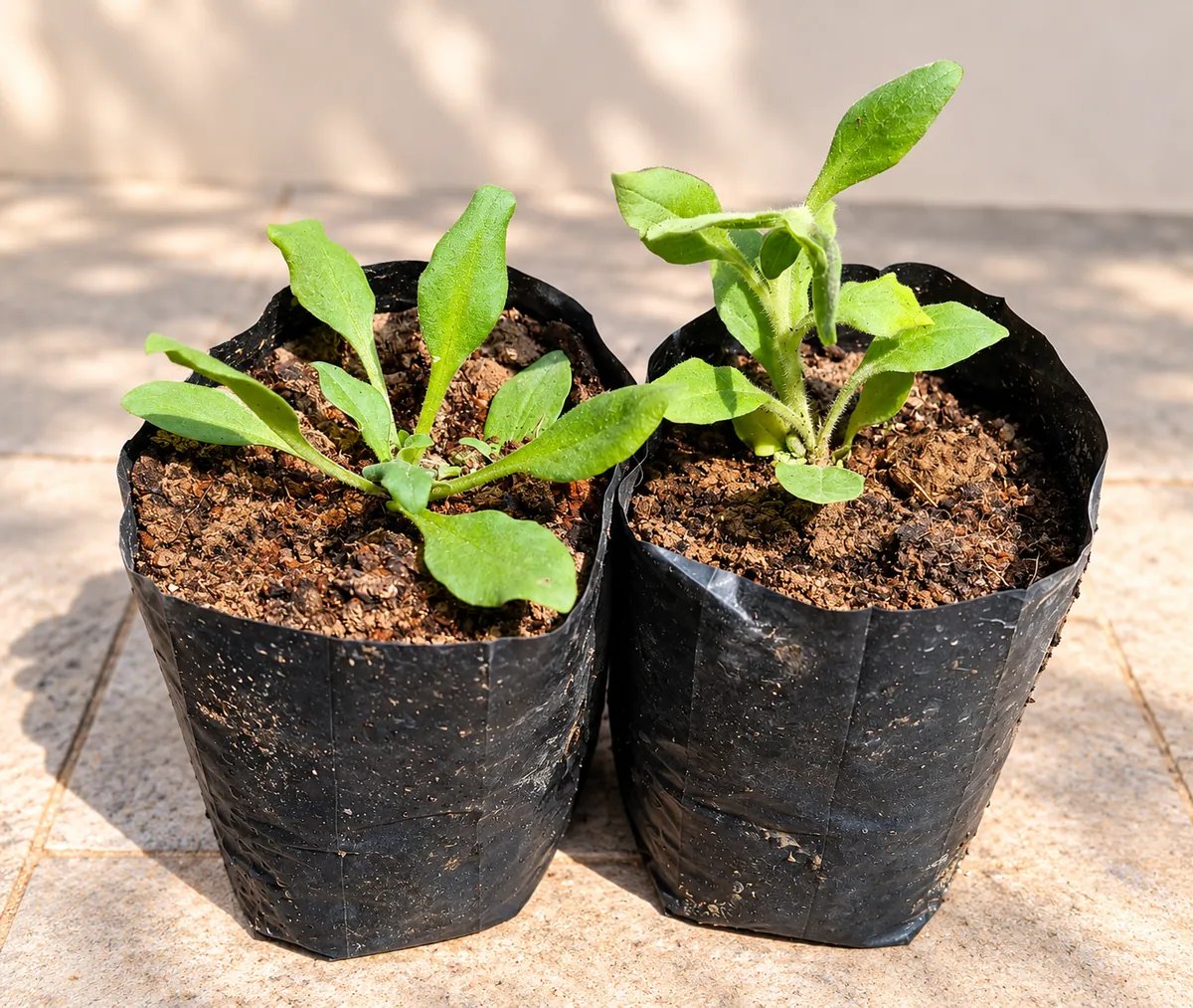 Petunia Flower Plant / Set Of 2 Plant