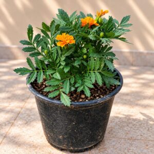 Marigold French Flower Plant In 6 Inch Pot